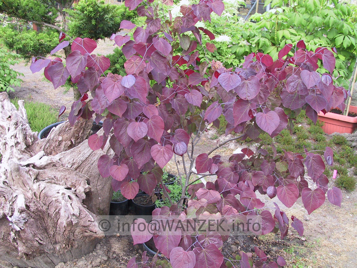 Cercis canadensis Forest Pansy 04.JPG